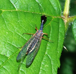 chrysopa da ident - No, Dichrostigma flavipes